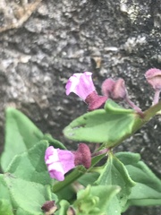 Scutellaria humilis