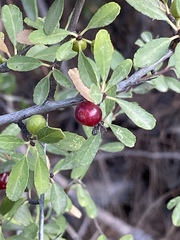 Rhamnus punctata