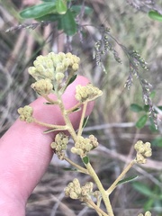 Astrotricha ledifolia
