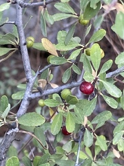 Rhamnus punctata