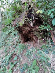 Manis pentadactyla pentadactyla