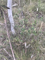 Astrotricha ledifolia