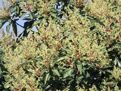 Machilus thunbergii