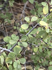 Rhamnus punctata