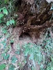 Manis pentadactyla pentadactyla