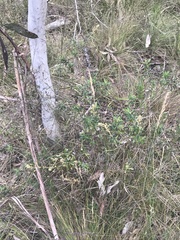 Astrotricha ledifolia