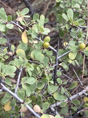 Rhamnus punctata