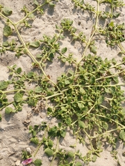 Trianthema portulacastrum
