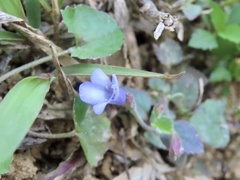 Torenia benthamiana, photograph Toby Y, CC BY, iNaturalist via GBIF