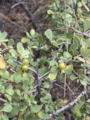 Rhamnus punctata