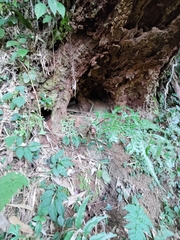 Manis pentadactyla pentadactyla