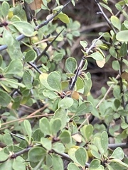 Rhamnus punctata