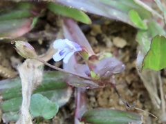 Torenia crustacea