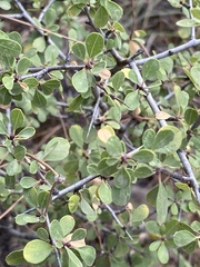 Rhamnus punctata
