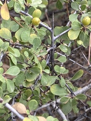 Rhamnus punctata