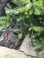 Acrotriche leucocarpa