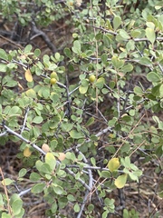 Rhamnus punctata