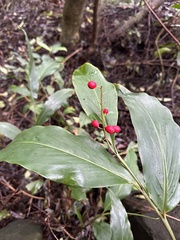 Alpinia intermedia