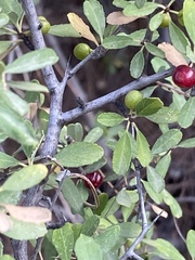 Rhamnus punctata
