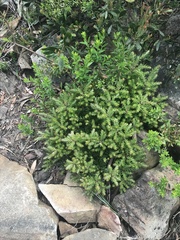 Acrotriche leucocarpa