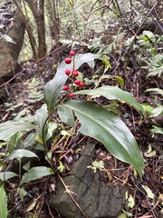 Alpinia intermedia
