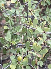 Rhamnus punctata