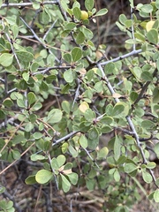 Rhamnus punctata