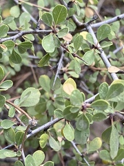 Rhamnus punctata