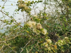 Pithecellobium dulce