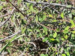 Spiraea hypericifolia