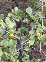 Rhamnus punctata