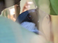 Pterorhinus chinensis