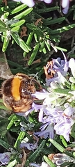 Bombus terrestris lusitanicus