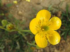 Ranunculus paludosus