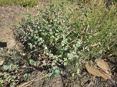 Silene chlorifolia