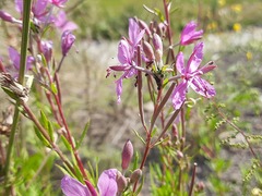 Chamaenerion colchicum