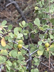 Rhamnus punctata