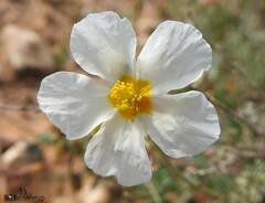 Cistus clusii