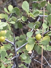 Rhamnus punctata