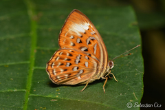 Taxila haquinus
