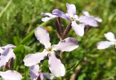 Matthiola fruticulosa
