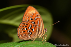 Taxila haquinus