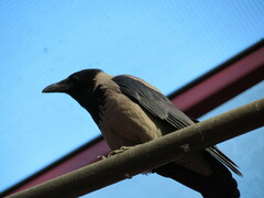 Corvus cornix