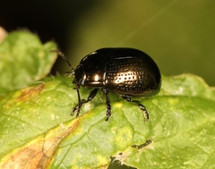 Chrysolina oricalcia