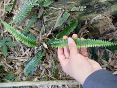 Asplenium normale