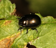 Chrysolina oricalcia