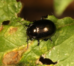 Chrysolina oricalcia