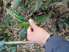 Asplenium normale