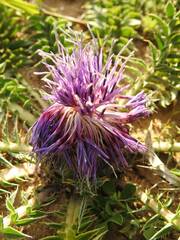 Carthamus caeruleus