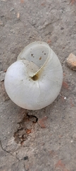 Monacha cartusiana